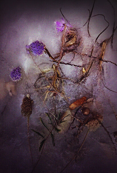 Nature Dead, nº6. - a Photographic Art Artowrk by jose Mila espinosa